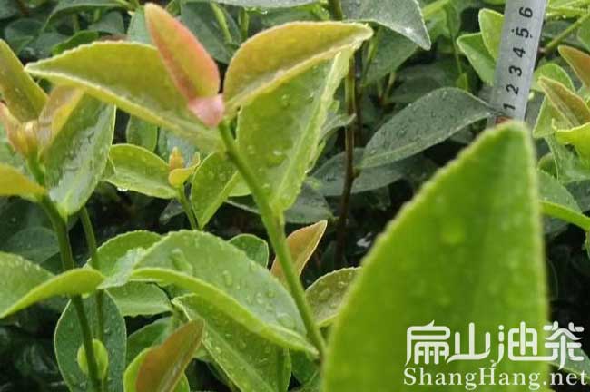 清遠油茶（chá）苗批發