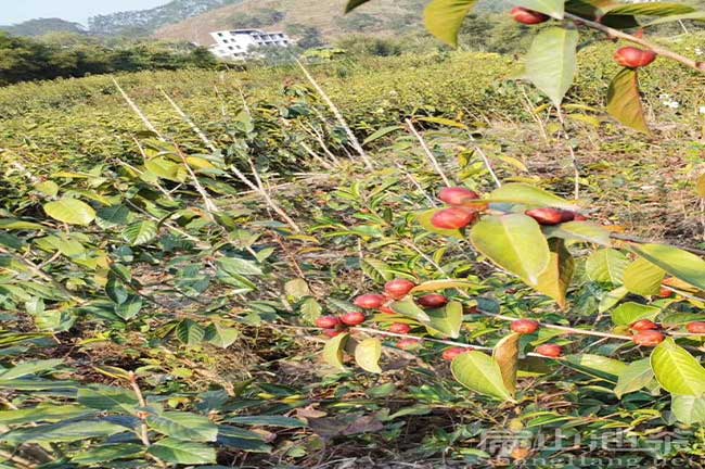 寧德大果油茶苗（miáo）