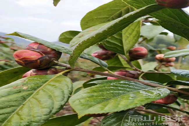 福（fú）州紅花油茶苗