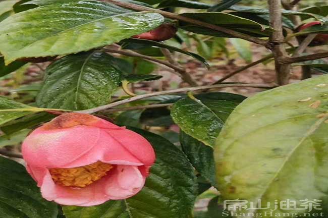 寧德紅（hóng）花油茶（chá）苗