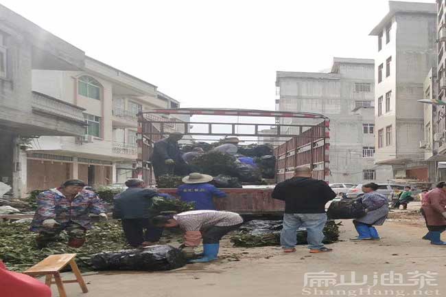 江西新油茶苗（miáo）