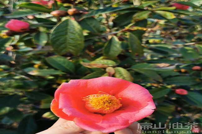 紅花油茶種植技術