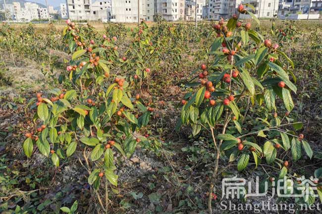 三明紅花大（dà）果油茶苗