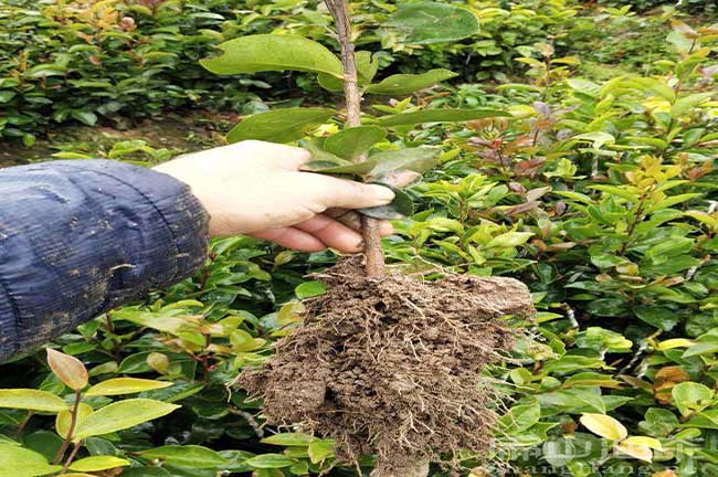 福建油茶苗批發