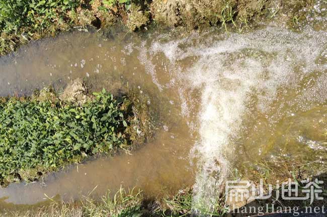 漳州油茶基地