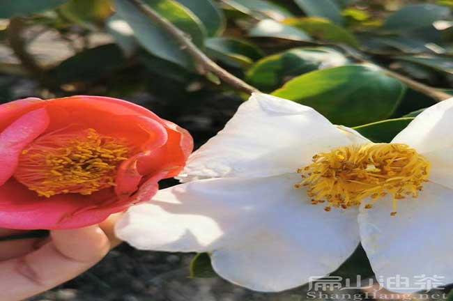 江西紅花油茶苗