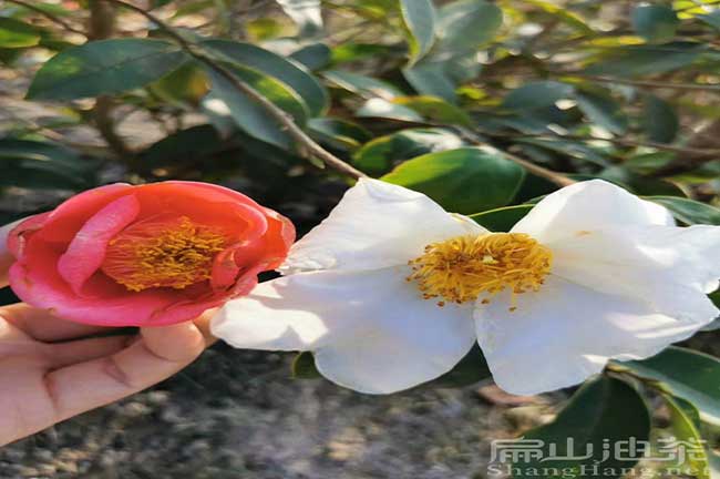 永豐紅（hóng）花油茶苗