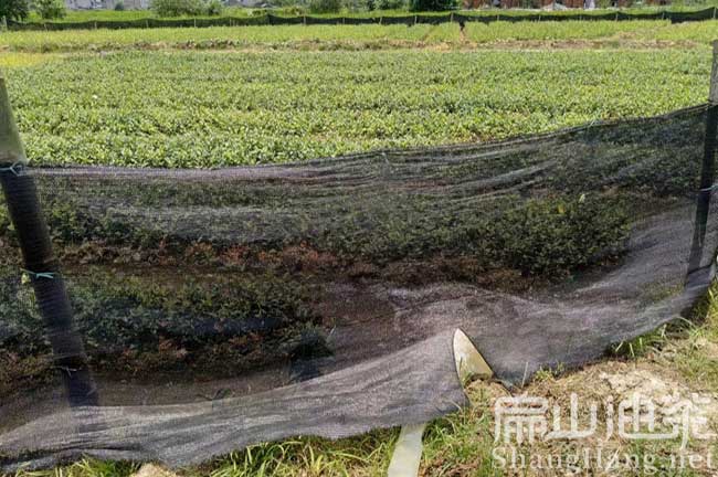 吉安油（yóu）茶苗培育