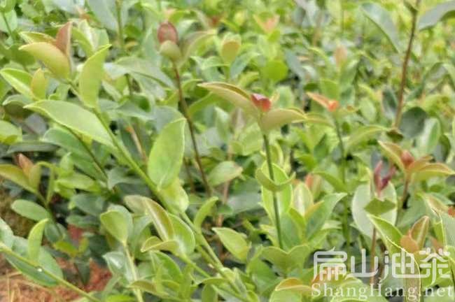 廣西大果油茶樹