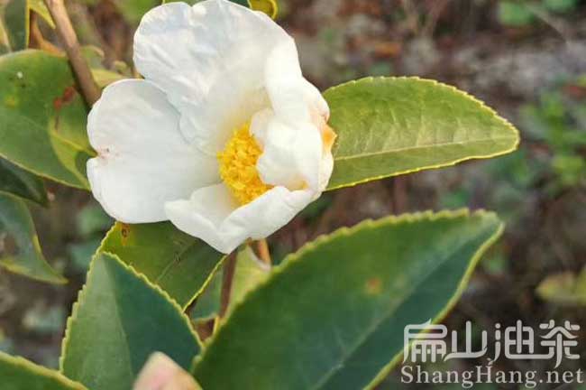 攸縣白花油茶苗（miáo）