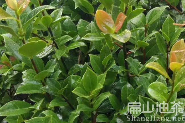 廈門山（shān）茶油批發