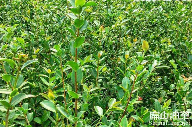 南平（píng）大果油茶苗