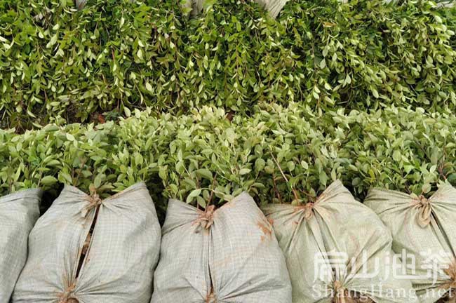 2024油茶種（zhǒng）植技術（shù）管理 采摘加工整地 修剪施肥（féi） -扁山油茶