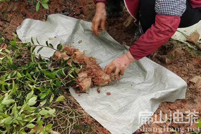 湘林油茶（chá）苗品種