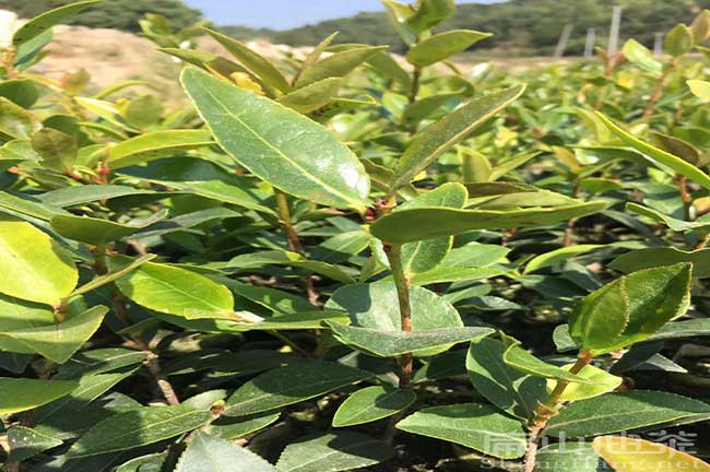 油茶苗批發