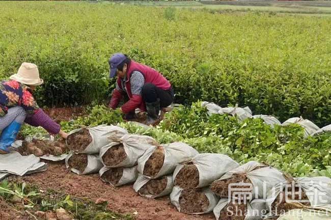 福州（zhōu）油（yóu）茶育苗（miáo）