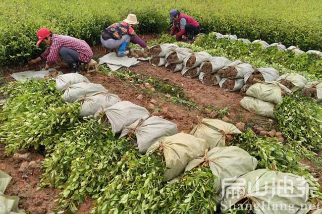 江西長林油茶苗