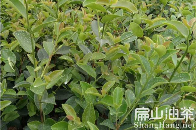 江西長林油（yóu）茶苗