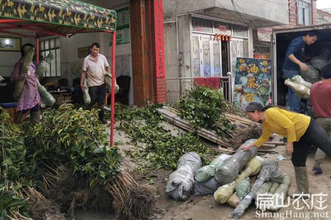 福（fú）州油茶基地