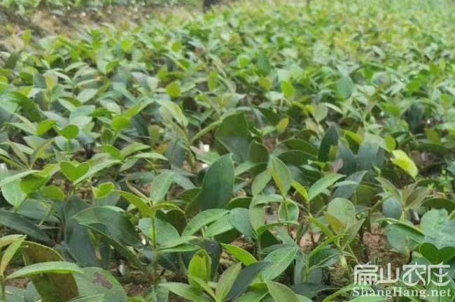 莆田油茶苗種（zhǒng）植