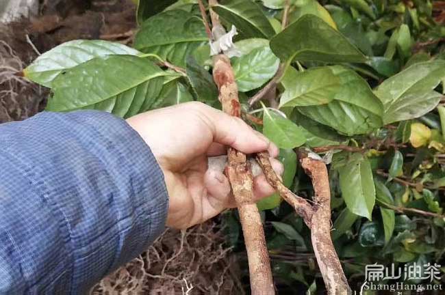 三明紅花大果油（yóu）茶苗