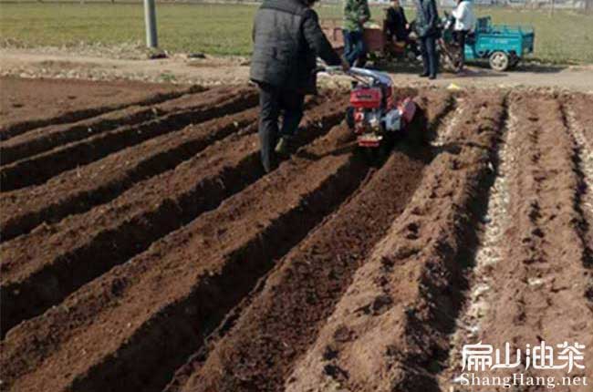 油茶肥料