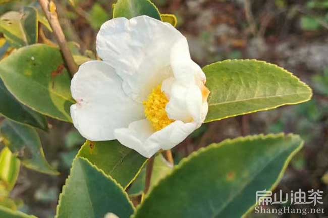 江西長（zhǎng）林白花油茶苗