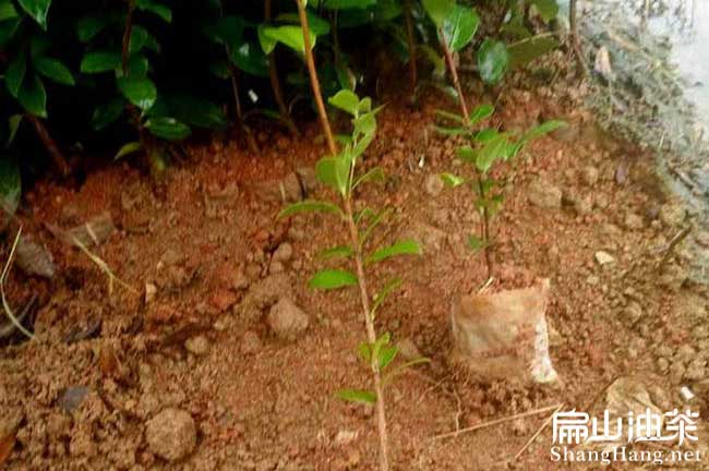 福建閩優油茶苗