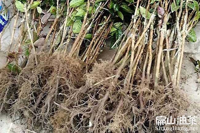 江西高產油茶（chá）苗