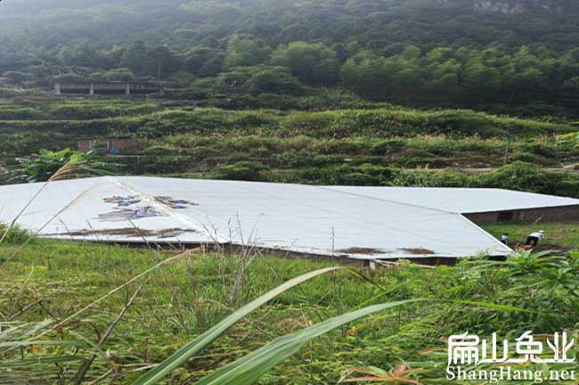 廣東大型養兔（tù）場