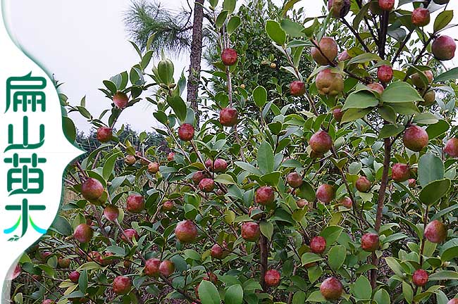 油茶種植技術（shù）