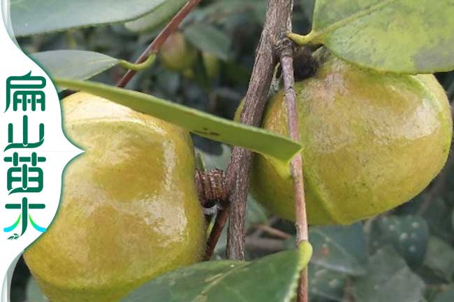 茶果種（zhǒng）植