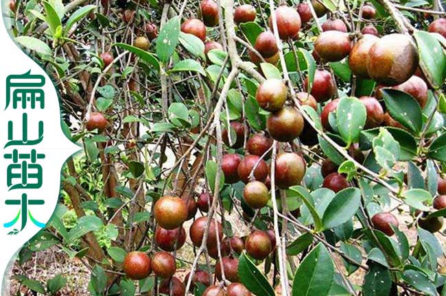 茶果種植施肥