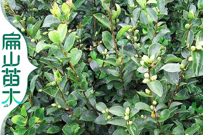 油（yóu）茶種植距離