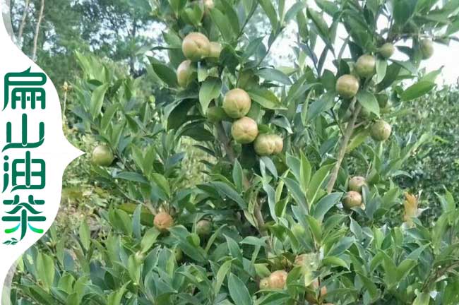 茶樹種植技術