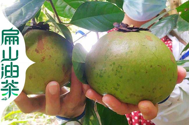 鷹潭大果油茶苗（miáo）