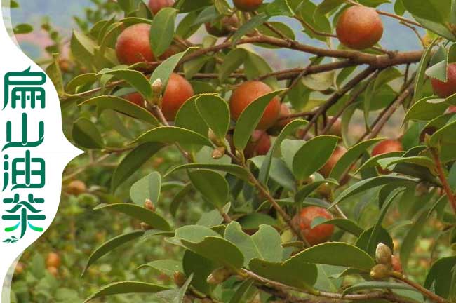 油茶種（zhǒng）植技術