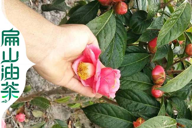 紅花油（yóu）茶種植