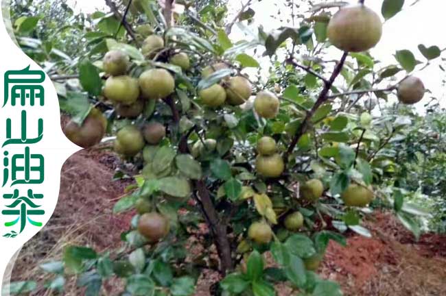 贛州油茶樹（shù）種植