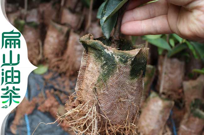 長林53號油茶苗