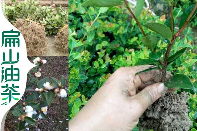 岑溪軟枝油茶苗