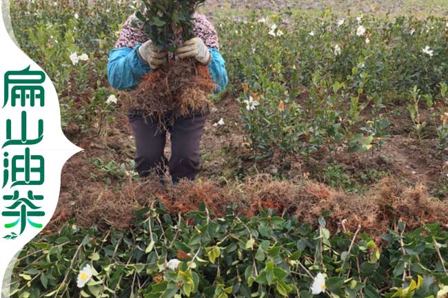 長林1號油（yóu）茶苗