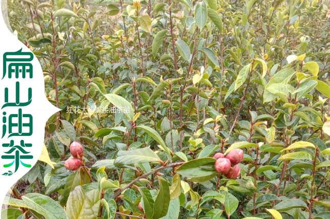 大果嫁接油茶苗（miáo）