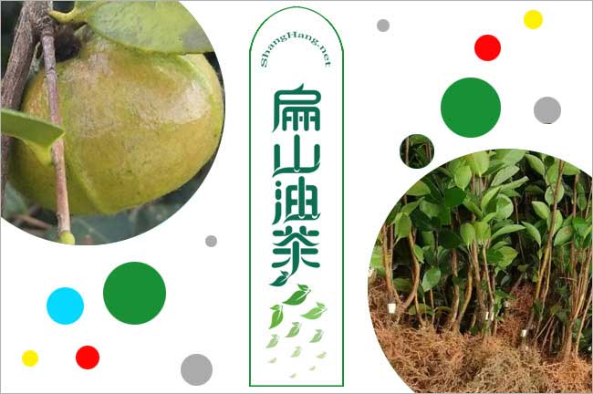 長林油茶（chá）苗（miáo）