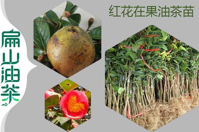 紅（hóng）花大果油茶樹