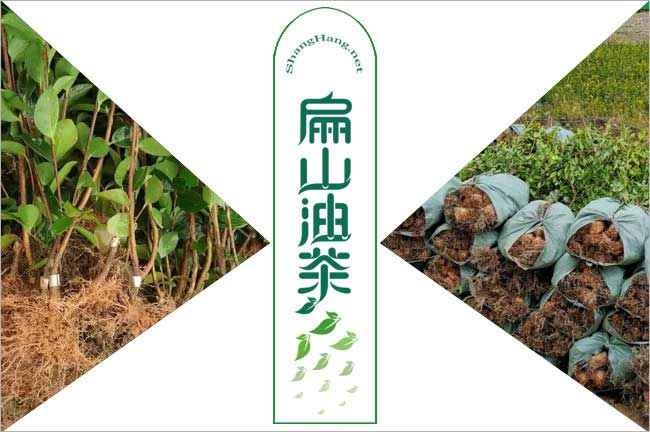 湖南油茶苗批（pī）發