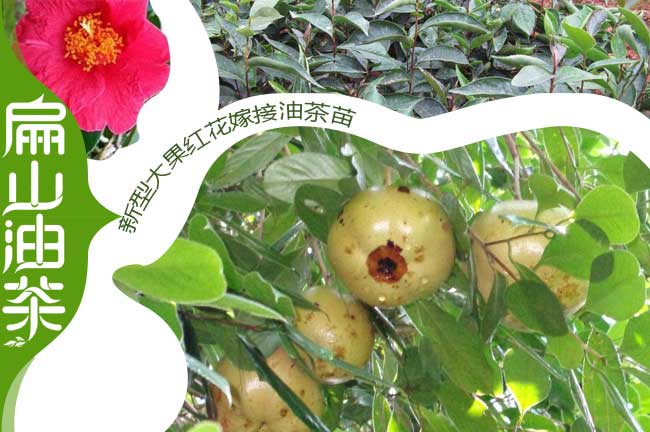 白花油（yóu）茶不結果