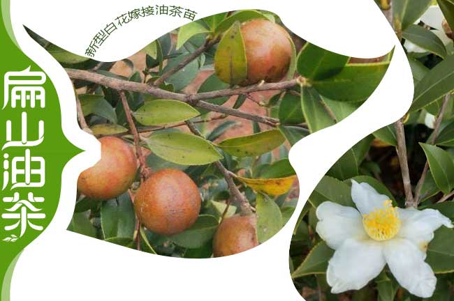 白花中小果油（yóu）茶樹苗（miáo）