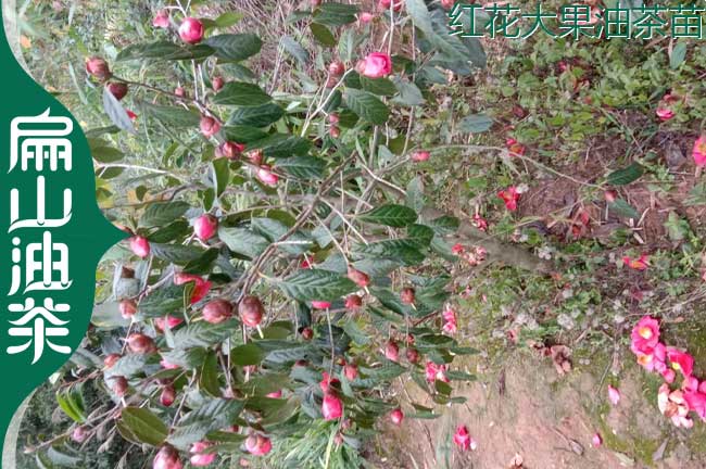 紅（hóng）花油茶（chá）苗