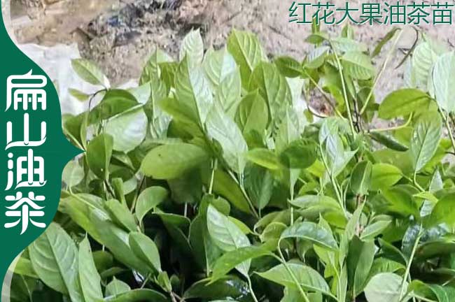 藤縣大果油茶苗